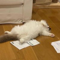 เม่ะ (@iwannabeame) 's Twitter Profile Photo