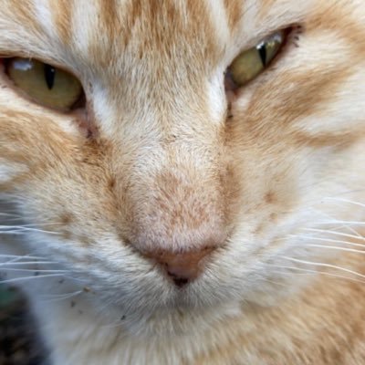 TeauCM's profile picture. 🇮🇩駐　旅行記