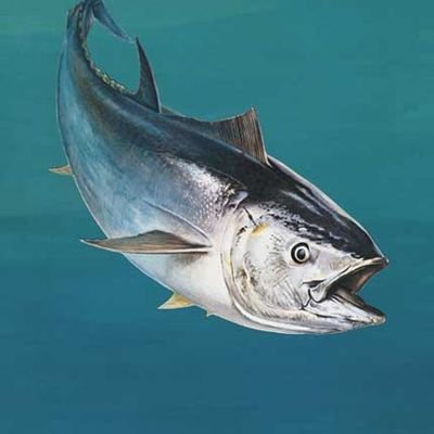 TunaPasta88's profile picture. Pasta