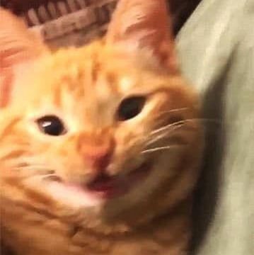🤪