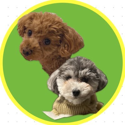 2019.11.3生まれの(自称)ゴールド色のポム♀、2021.8.16生まれの(自称も)シルバー色のベル♀。いぬの呟きメイン。たまに雑多な呟き。
