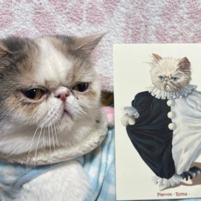🐈ルーシー(♀) エキゾチックショートヘア ダイリュートキャリコ 2021年02月25日生まれ 🐶ステラ(♀) カニンヘンダックスフント イエロー 2022年1月6日生まれ めちゃくちゃお転婆なお嬢さん達です🐈🐕犬用アカウントを作成しました@kaninhensutera