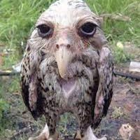 owl (@0w1_rl) 's Twitter Profile Photo