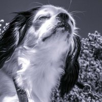 Dahlia Franecki-Sauer (@dahliasaue88422) 's Twitter Profile
