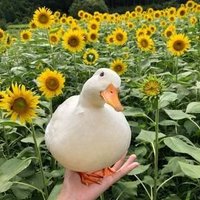 Dixie D'Amore (@ddixie50266) 's Twitter Profile