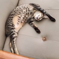ウヱノ (@ta_ueno) 's Twitter Profile