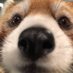 yippee🗯 (@dinozavrryo) Twitter profile photo yippee🗯 (@dinozavrryo) Twitter profile photo