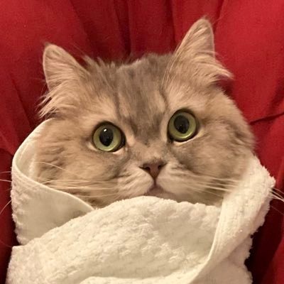 👩'81年│第1子22/8🎀│🐈2│🗼│女子力低いズボラ大雑把│どうせやるなら楽しむ派│謎解きと麻雀、酒、風呂、マッサージ、食べるの好き│無言フォロー、いいね、RT失礼します🙇♀️│フォロワーさんにはタメ口、その他ルール気にしません│❤️は応援、共感│インスタ⇒chibimaro_an