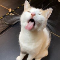 Zechariah Gutkowski (@zgutkowski6907) 's Twitter Profile
