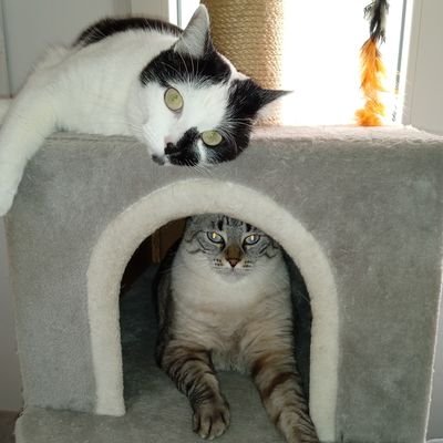 dead2080's profile picture. Hemos tomao' la decisión de no retroceder. Como mujer inteligente, intelectual,feminazi, comunista, viejoven...