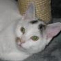 Katzen in Not e.V. (@katzeninnot) Twitter profile photo