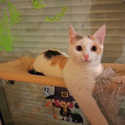 Keitarourashim6's profile picture. 