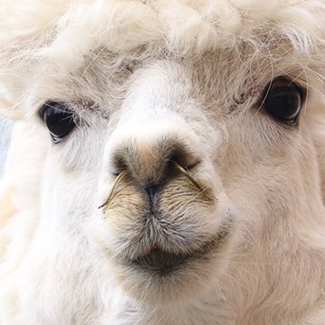 toron_gbf's profile picture. 今日はガバ０で百点満点の動きが出来た 満天だけに