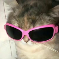 不吃香菜的小猫老师(减肥版 (@xiangcaiqusiba) 's Twitter Profile