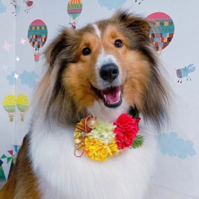 bigsheltie_haru's profile picture. 体重20kgのシェットランドシープドッグ、名前は「はる」男の子です！2021.8.18生まれの4歳だよ！新潟のおうちにパパとママと暮らしています！のんびりした日常をお届けするよ⸜(* ॑ ॑* )⸝ママが更新していますが、マメじゃないのでお返事が遅いです！ #シェルティ #シェットランドシープドッグ #犬のいる暮らし
