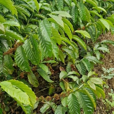 Commercial coffee farming farm establishment and management kr plantlets