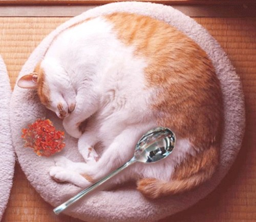 neko_doraku's profile picture. 猫が好き。猫以外も好き。突然SKZにはまった🔰STAY。🐥🦊🩷だけどメンバーさんみんな好きです