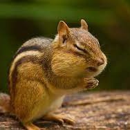 ChipmunkProphet Profile Picture