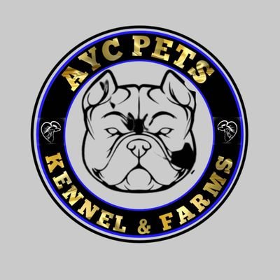 Kindly follow back

🇳🇬🇳🇬🇳🇬🇳🇬🇳🇬

#bunnies #pets #agropenuer #petlife #dogs #canine #dogbreeder #rabbitry  #agroprenuer #breeder 
IG @aycpetskennels