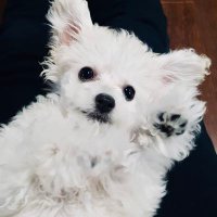 ♡ (@arandomdump) 's Twitter Profile