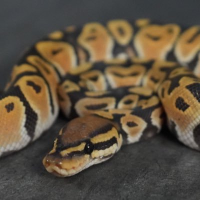 tff8uVajXm51233's profile picture. ボールパイソン好き、ヤギ好き、 ヤギの飼育相談乗ってます。関西圏力になれるならかけつけます。獣医ではないのでただの好きが行きすぎただけ、、、