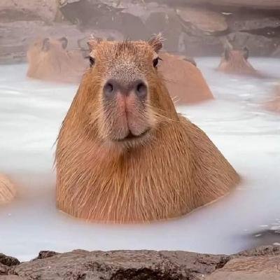 krywion's profile picture. 