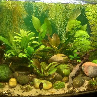 This page is to track my fish tank journey and to learn more on being a better fish keeper