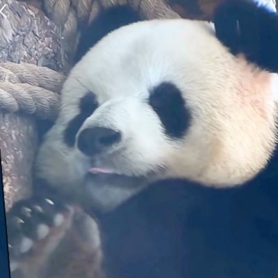 Tubetian's profile picture. there are no more one mores.