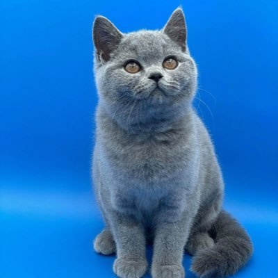 CatCryptologist's profile picture. Has anyone seen my friend (🪿,🪿)