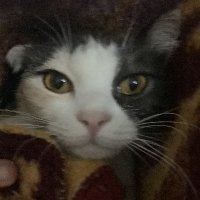 CatWithEars(@MyCatIsLoLo) 's Twitter Profile Photo