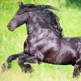 iam back!!
Huge fan and supporter of @RyIey42 @Herta_CR @BossCR 😋🐴
