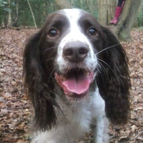 HarveySaysWoof's profile picture. English springer spaniel!
Loves squirrels and eating thing that I'm not supposed to.
Secret genius, better than all humans, AKA Mr Fluffy Pants.