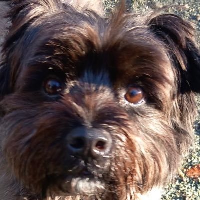 I’m a Cairn Terrier X and I came home in March 2016.   I love going for walks on the beach and meeting up with friends for chats.