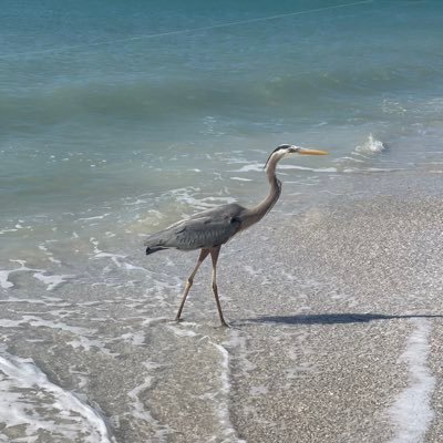 LindaDiclemente's profile picture. Nurse educator, travel buff, love people. retweets/likes/follows not endorsements. it’s all fun.