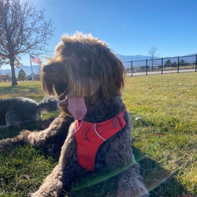 _KING_K1NG_'s profile picture. 