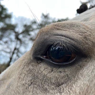 Fregglepoema123's profile picture. 