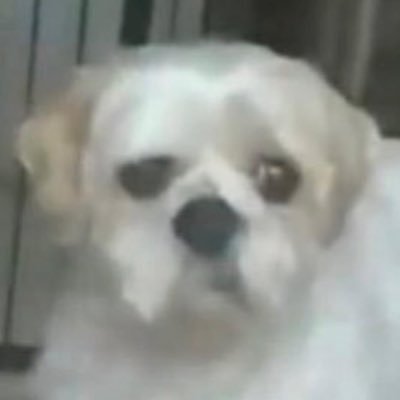 cachorro Profile