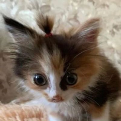 joseph1afaim's profile picture. 