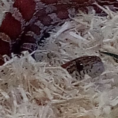 Pythonlover567's profile picture. E