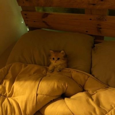 gidemeyen1adam's profile picture. 