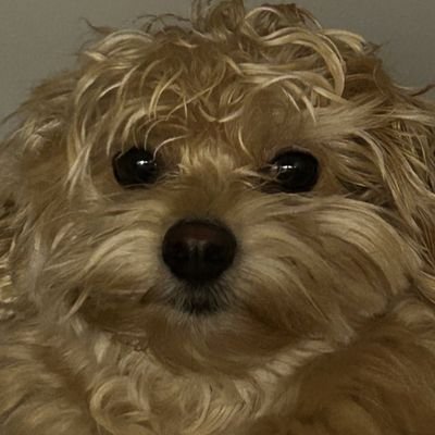 Esse perfil aqui é só pra eu falar e registrar os jogos que eu zerar daqui pra frente(acabou que virou meu principal).