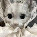 kitty (@coconutwp) Twitter profile photo kitty (@coconutwp) Twitter profile photo