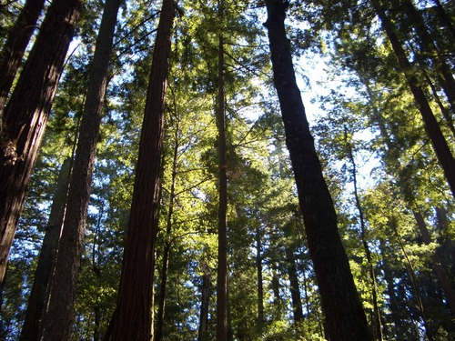 EastAustinCreek's profile picture. connecting people with nature and having fun in the process