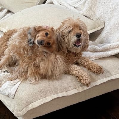 justice4clippy's profile picture. 