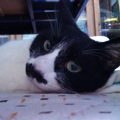 KoJ_Pooh's profile picture. 限りあれば　吹かねど花は　散るものを　心みじかき　春の山風
https://t.co/kqGBfzXmk8