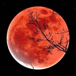 Quantum_fenixx's profile picture. 