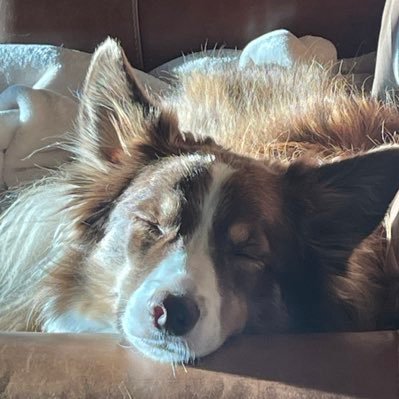 DominiqueDevos3's profile picture. 