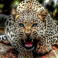 ragde (@ragde122012) 's Twitter Profile