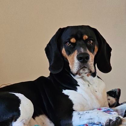 Representing doggos accused of beagling crimes~Call 800-IDidntDoIt~enjoying life of luxury on the sofa~Real beagles~Parody lawyer ~5 beagles 🌈 A-Roooo!