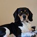 DozerTheBeagle ๐พ๐พ๐ถ๐
๐ (@beagles_d) Twitter profile photo DozerTheBeagle ๐พ๐พ๐ถ๐
๐ (@beagles_d) Twitter profile photo